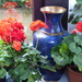 Time to bring the geraniums inside by snowy