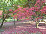 21st Oct 2019 - Acer colours at the Arboretum