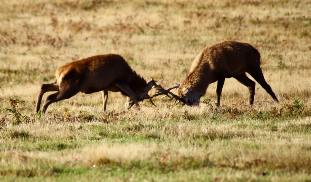 Rutting Deer by carole_sandford