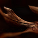 Oak Leaf 2 by mzzhope