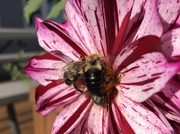 12th Oct 2019 - Dahlia bees