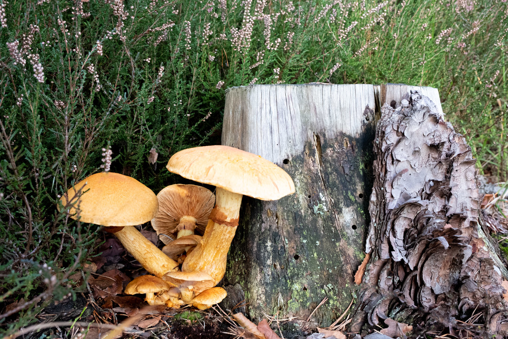 Another Tree Stump and Fungi... by vignouse