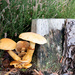 Another Tree Stump and Fungi... by vignouse