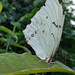 White Morpho by larrysphotos