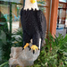 Lego Bald Eagle by larrysphotos