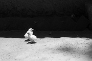 4th Oct 2019 - Chicks in B & W