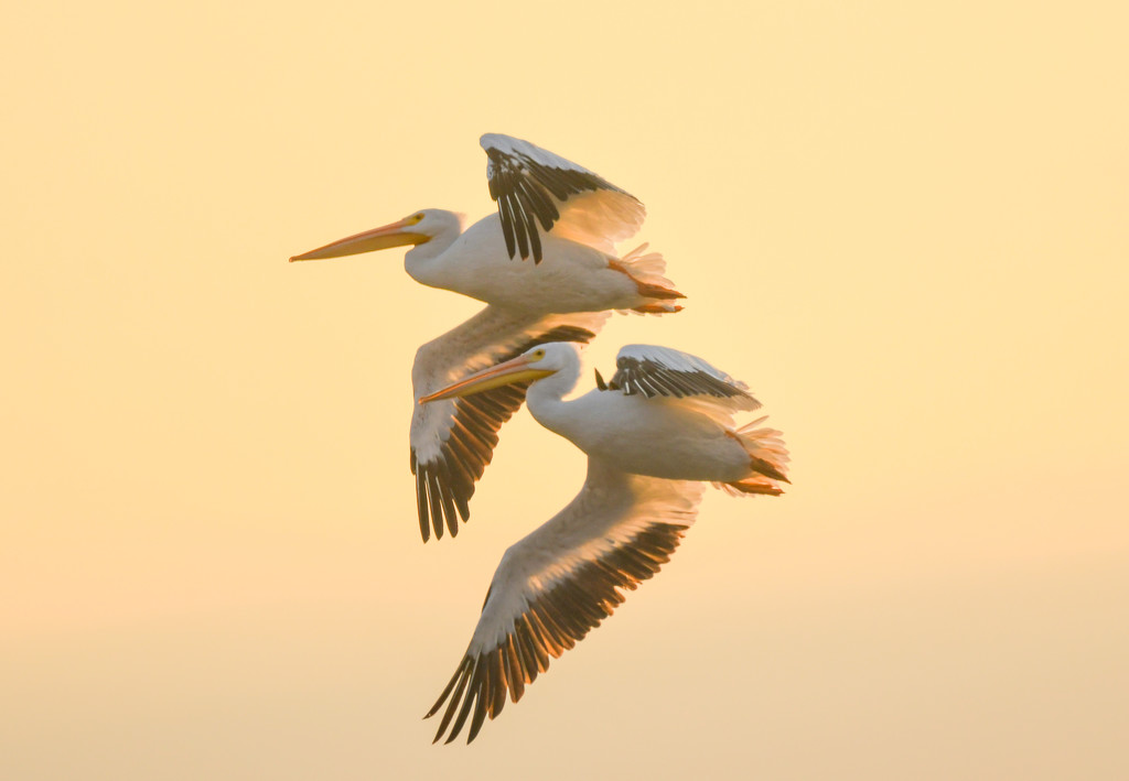 Two Pelicans in Flight by kareenking