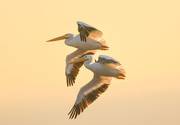 27th Oct 2019 - Two Pelicans in Flight