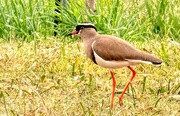 28th Oct 2019 - Crowned Lapwing 