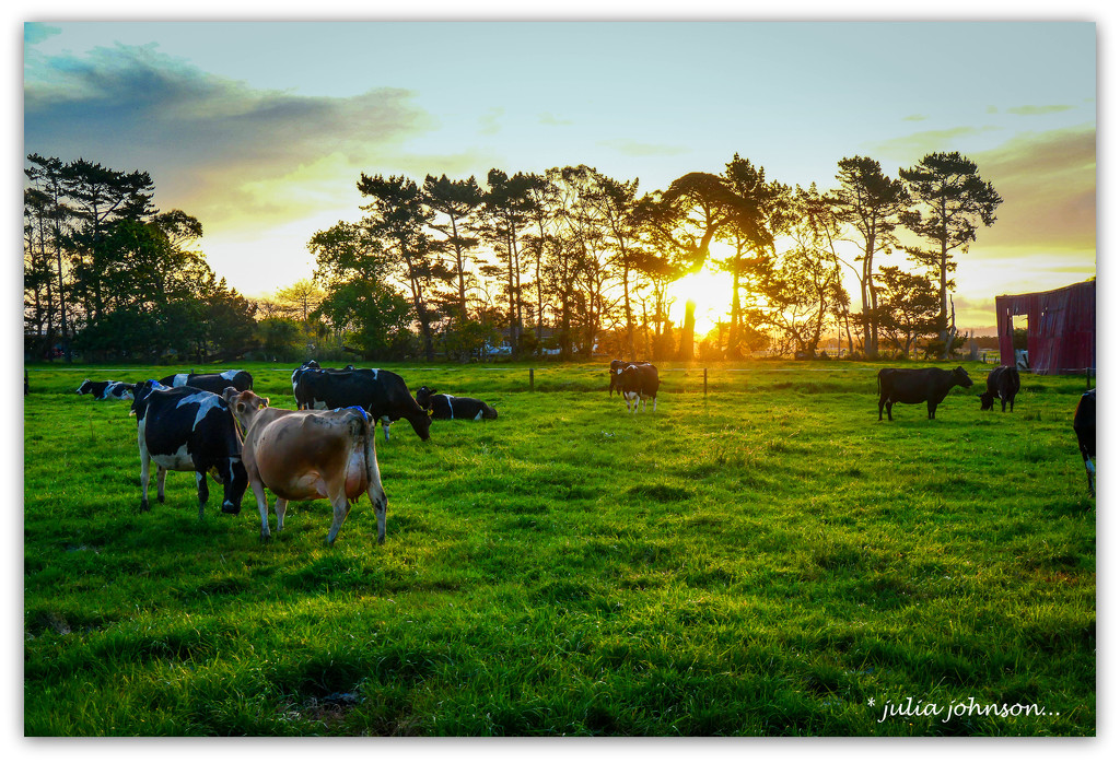 Happy Cows in the Sunset... by julzmaioro