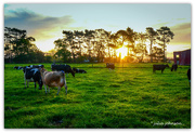 28th Oct 2019 - Happy Cows in the Sunset...