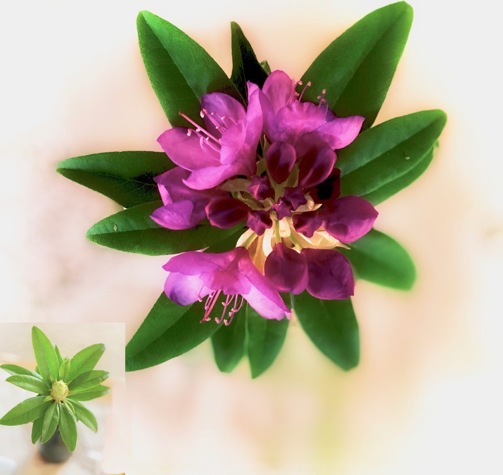A free rhododendron by maggiemae