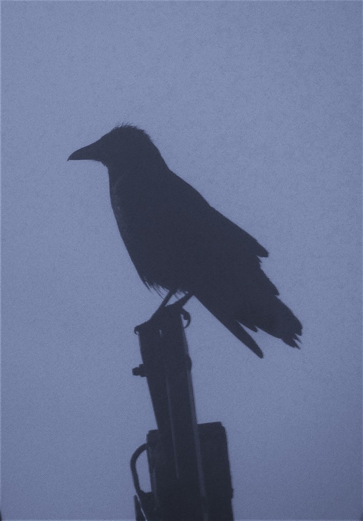 Crow in the mist by julienne1
