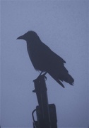 26th Oct 2019 - Crow in the mist