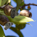 gumnut babies by koalagardens