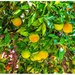 Ripening Oranges by carolmw