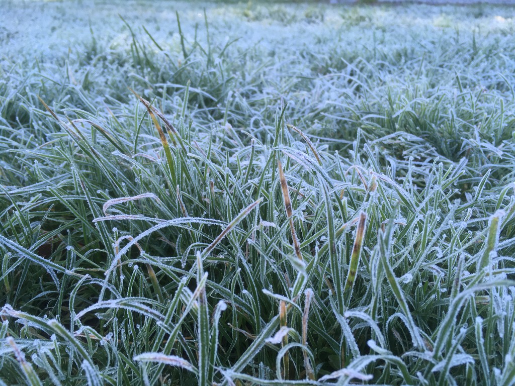 Frosty grass by hannahbeth