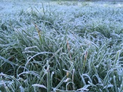 28th Oct 2019 - Frosty grass