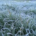 Frosty grass by hannahbeth