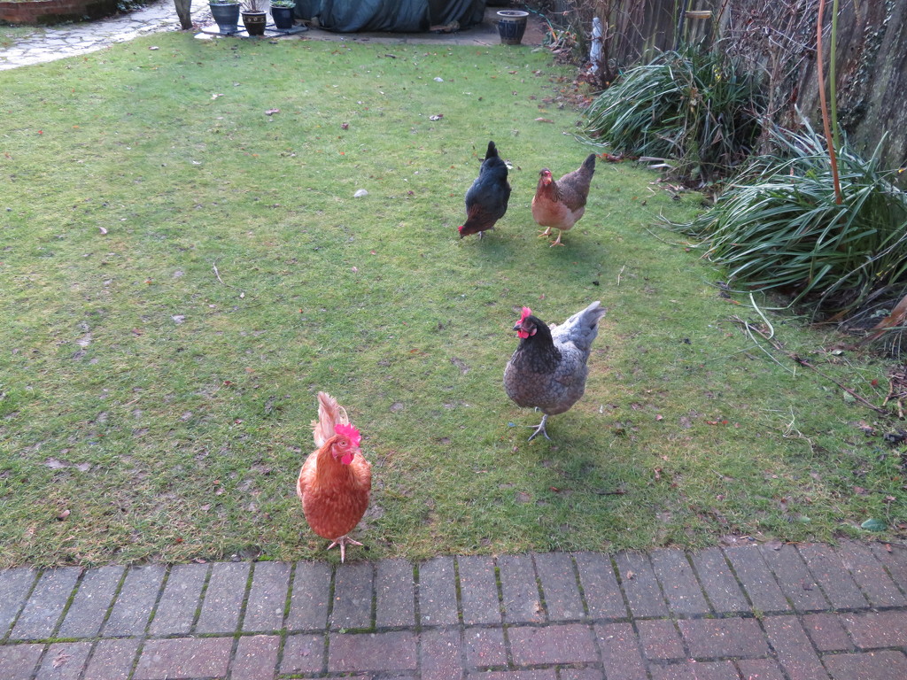 Hens in the garden by lellie