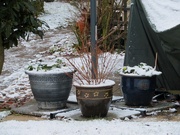 5th Feb 2018 - Snowy pots