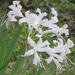 White Nerinii by lellie