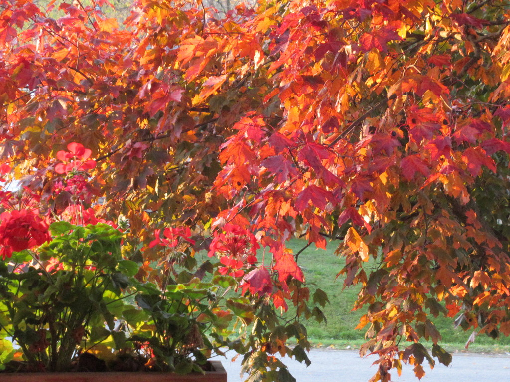 Our crimson maple is changing colours by bruni