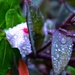 The Vinca and purple Jew loved the rain by louannwarren
