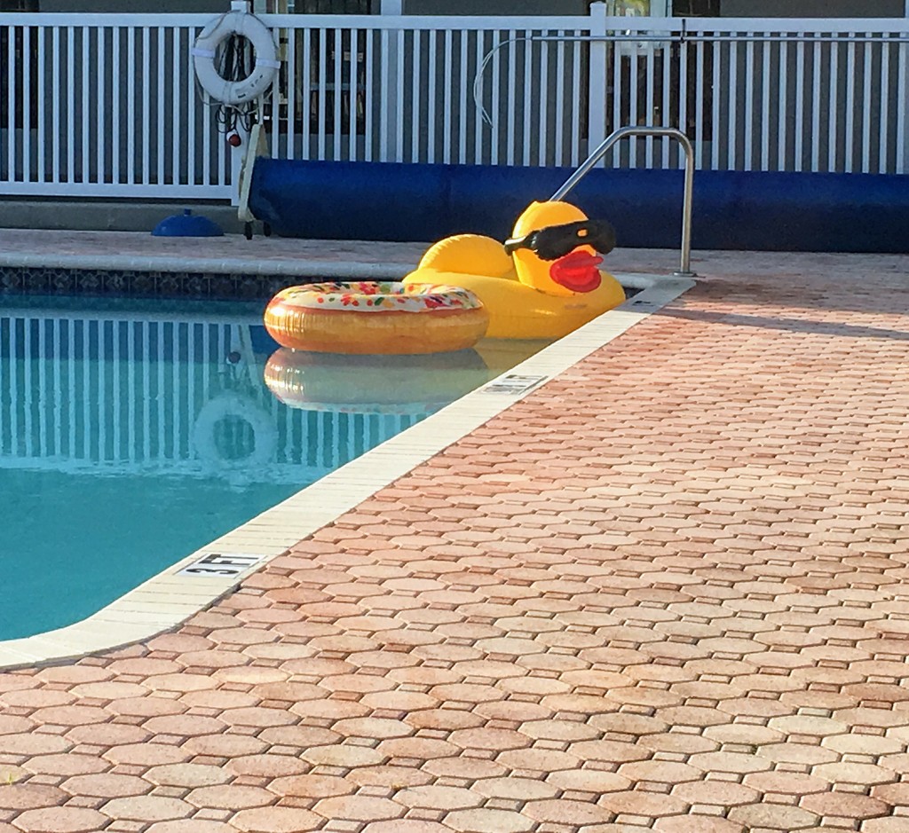 Pool Duck by wilkinscd