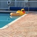 Pool Duck by wilkinscd