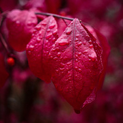 28th Oct 2019 - Raindrops on red