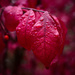 Raindrops on red by berelaxed