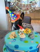 28th Oct 2019 - First Birthday Frenchie