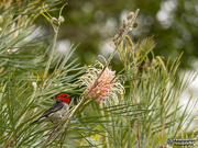 25th Oct 2019 - scarlet honeyeater