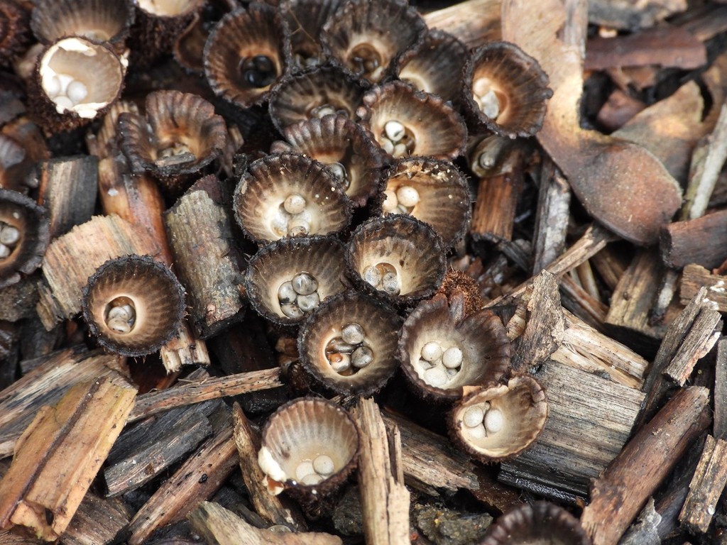 Fluted bird's nest fungi by roachling