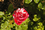 28th Oct 2019 - Red and White rose