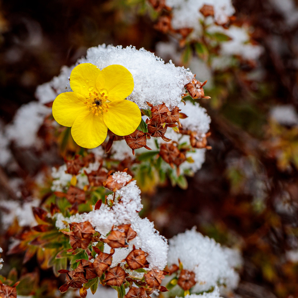 Spring, Fall, and Winter--all in one image! by lindasees