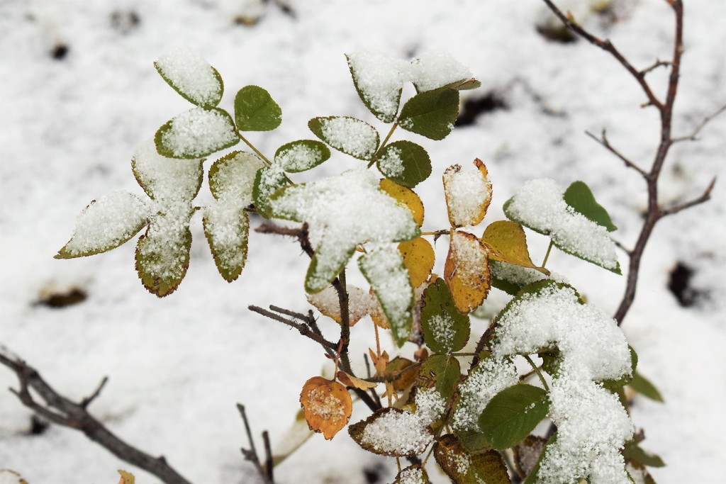 Snow on Rose leaves by sandlily