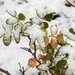 Snow on Rose leaves by sandlily