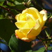 Climbing rose bloom by speedwell