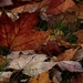 Fall color on the ground by amyk