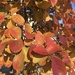 fall leaves outside the quilt shop by wiesnerbeth