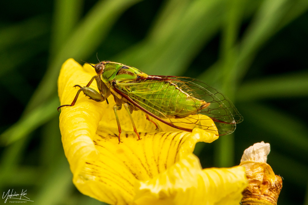 Kikihia ochrina - April Green Cicada by yorkshirekiwi
