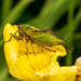 Kikihia ochrina - April Green Cicada by yorkshirekiwi