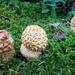 Fungus 3 by jgpittenger