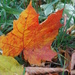 Maple Leaf by spanishliz