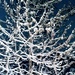 Nighttime Snowy Branches by harbie