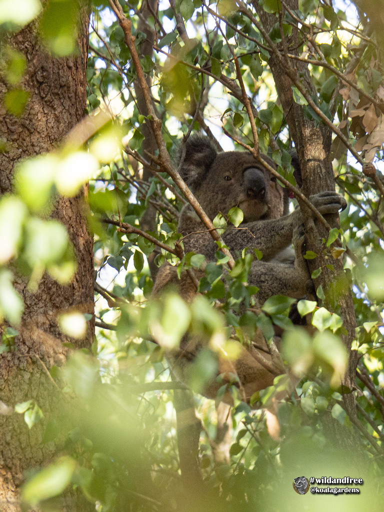 if you go down to the woods today .... by koalagardens