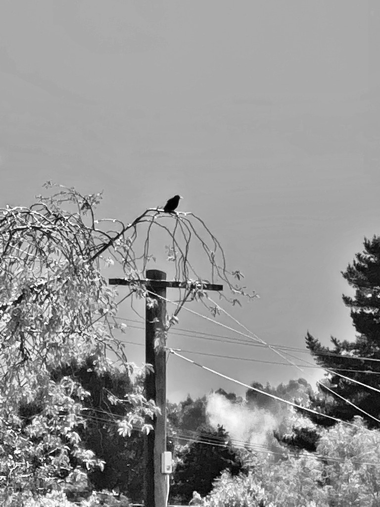 Bird on a Wire (branch) by maggiemae