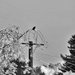 Bird on a Wire (branch) by maggiemae